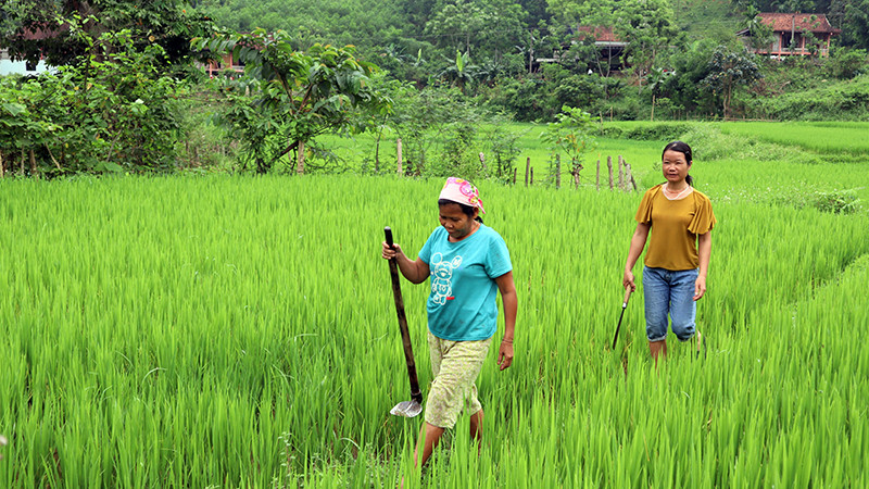 Nghệ An: Đột Phá trong Giảm Nghèo và Phát Triển Sinh Kế