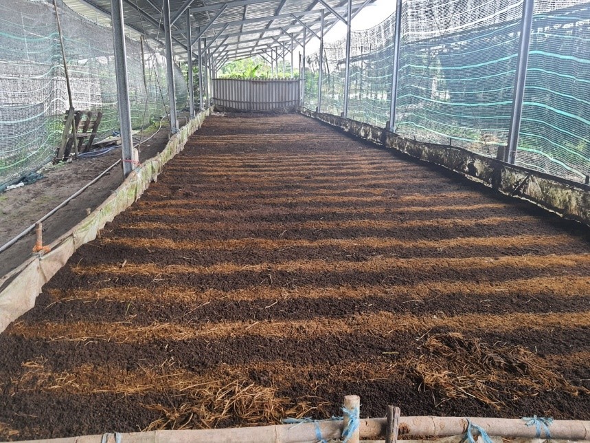 Mô Hình Thâm Canh Dứa MD2 Tại Nghệ An: Đột Phá Trong Nông Nghiệp