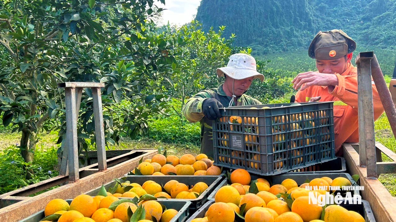 Sản phẩm OCOP Nghệ An nổi bật trên thị trường Tết 2026